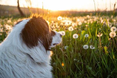 dog portrait in