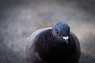 Close-up of pigeon