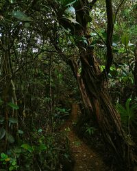 Trees in forest