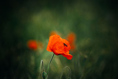 Close-up of orange poppy flower on field