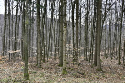 Trees growing in forest