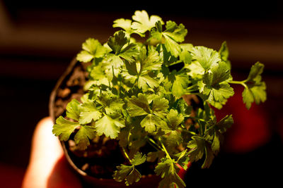 Close-up of hand holding plant