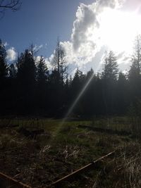 Scenic view of field against bright sun