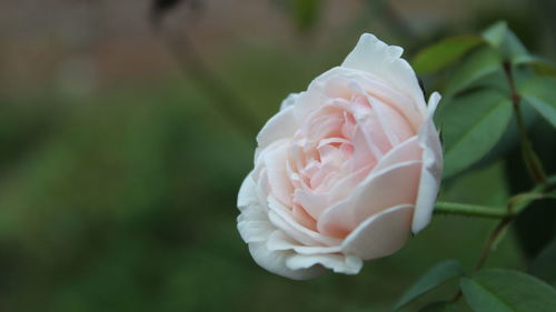 Close-up of white rose