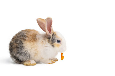 Close-up of a rabbit over white background