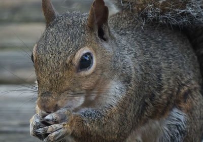 Close-up of squirrel