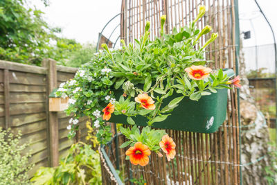 Close-up of flowers in yard
