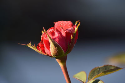 Close-up of red rose flower