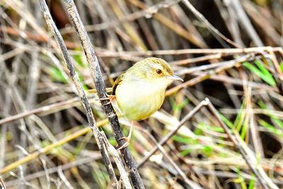 Close-up of bird perching on twig