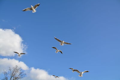 Low angle view of seagulls flying against blue sky