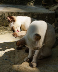 White cat lying down