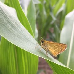 Butterfly on leaf