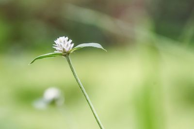 Close-up of white flowering plant on field
