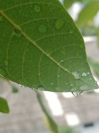 Close-up of wet leaves