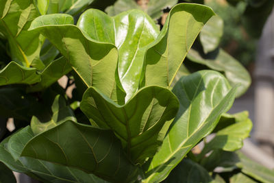 Scandinavian decor style plant green leaf.fiddle leaf fig tree.