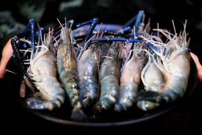 High angle view of fish on table