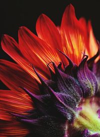 Close-up of red flower