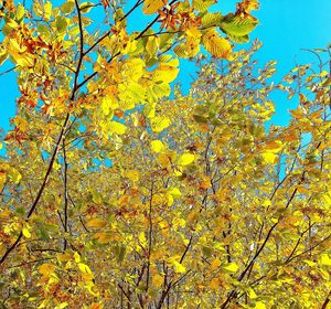 Low angle view of yellow tree against sky