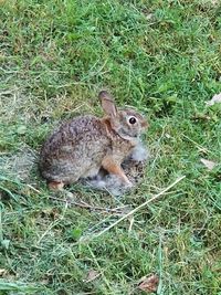 High angle view of rabbit on field