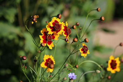 Close-up of yellow flowering plants