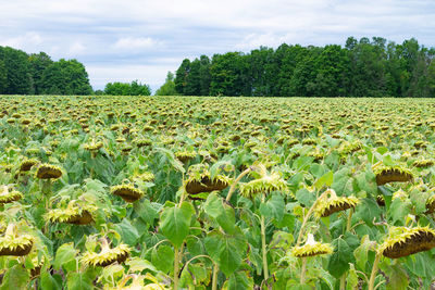 Scenic view of field against sky