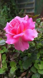 Close-up of pink flower blooming outdoors