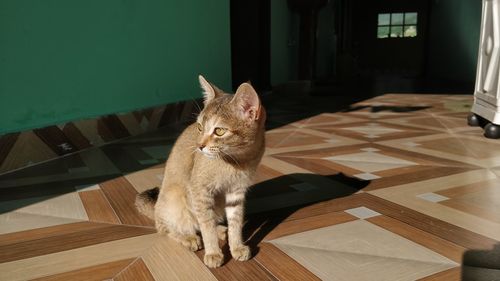 Cat sitting on wooden floor