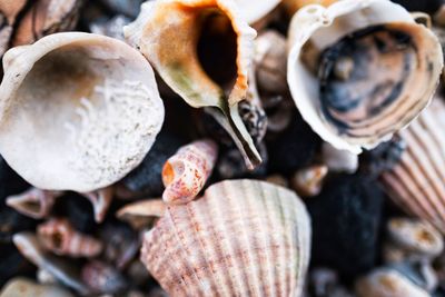 Close-up of seashell