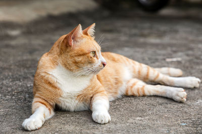 Cat resting on a footpath