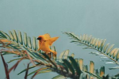 Close-up of bird perching on plant against sky