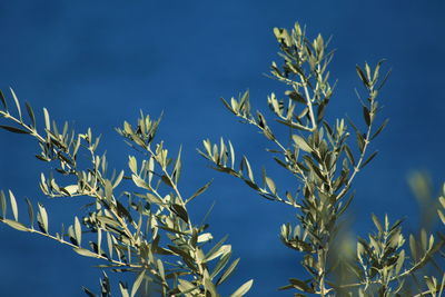 Low angle view of stalks against blue sky