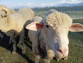 Close-up of sheep on field