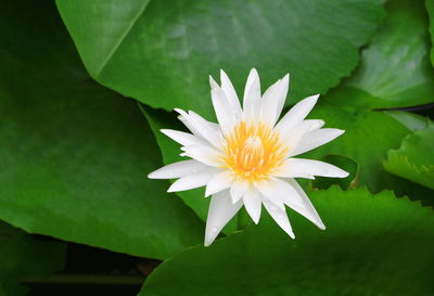 Close-up of white water lily