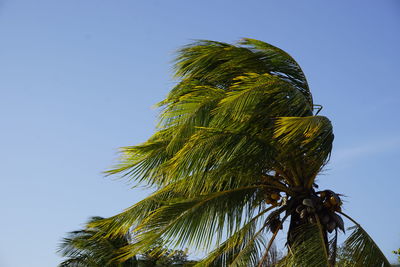 Low angle view of coconut palm tree against clear blue sky