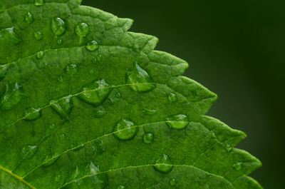 Close-up of raindrops on leaves