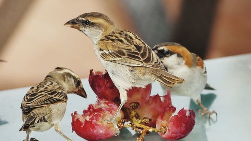 Close-up of sparrows eating fruit