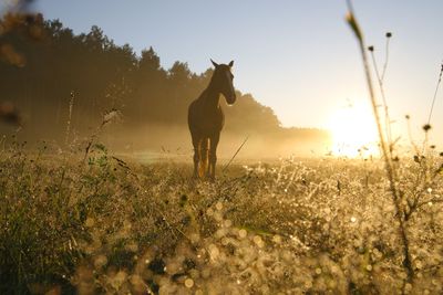 Silhouette horse  on field against sky during sunset