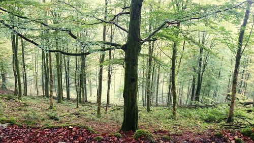 Trees in forest