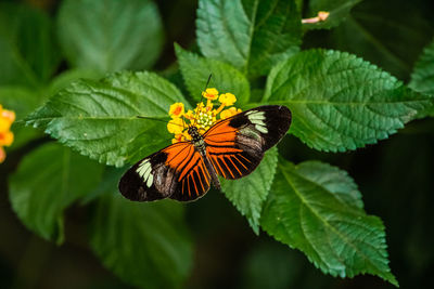 Close-up of butterfly pollinating flower