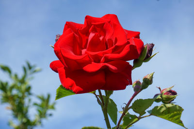 Close-up of red rose