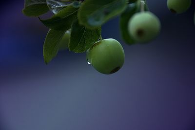 Close-up of fruits on tree