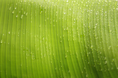 Full frame shot of wet green leaves