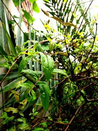 Close-up of plant against blurred background