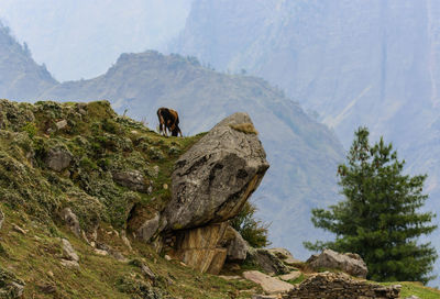 Panoramic view of rocks on land against mountains