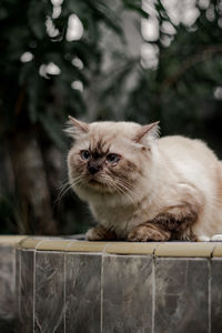 Close-up portrait of cat relaxing outdoors