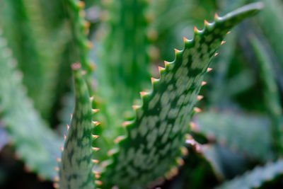 Close-up of succulent plant