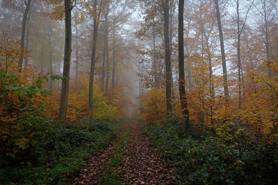 Trees in forest during autumn