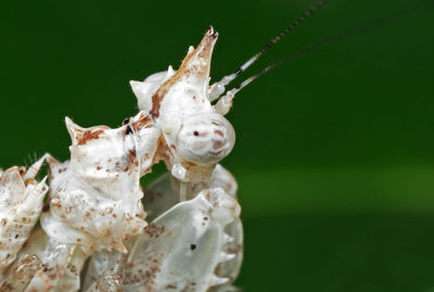 Close-up of insect on flower