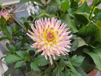 Close-up of flower blooming in back yard