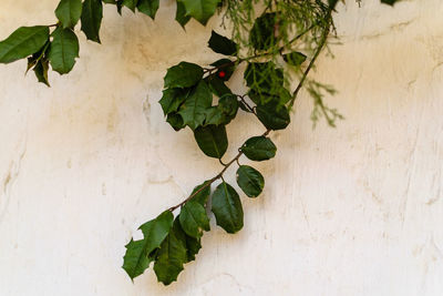 Close-up of ivy growing on wall